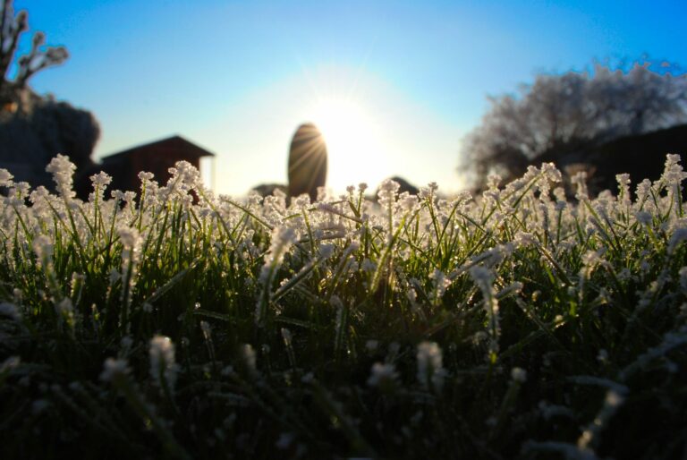 Frost-covered grass in low-angle shot with sunburst and silhouetted buildings.