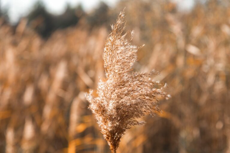 Close-up of a fluffy, dried reed head with a blurred background of reeds.