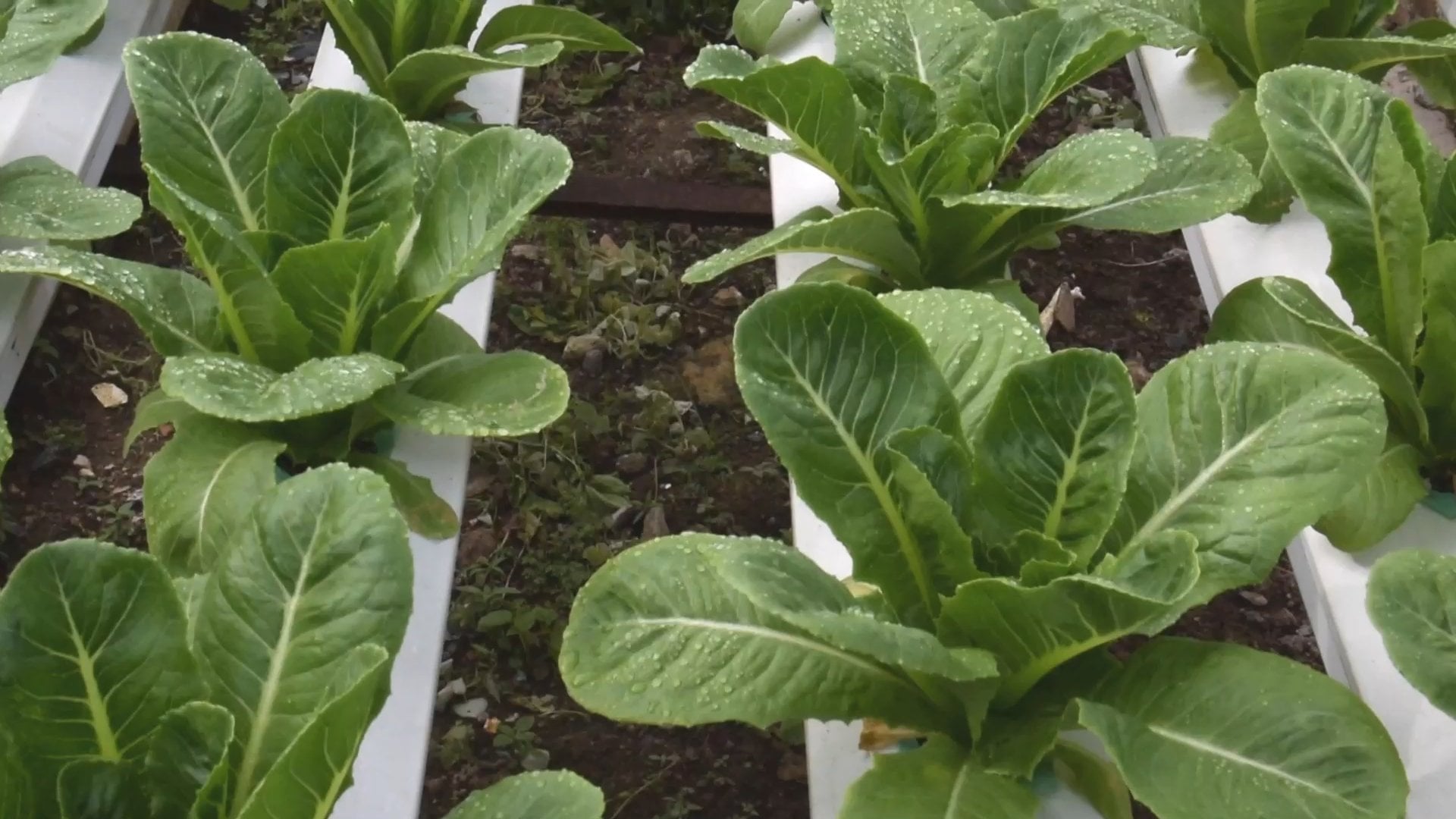 Rows of fresh, dewy romaine lettuce in a hydroponic system.